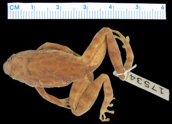 Media type: image; Herpetology A-17534